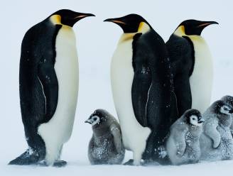 “Beroemde keizerspinguïn over tachtig jaar uitgestorven door klimaatverandering”