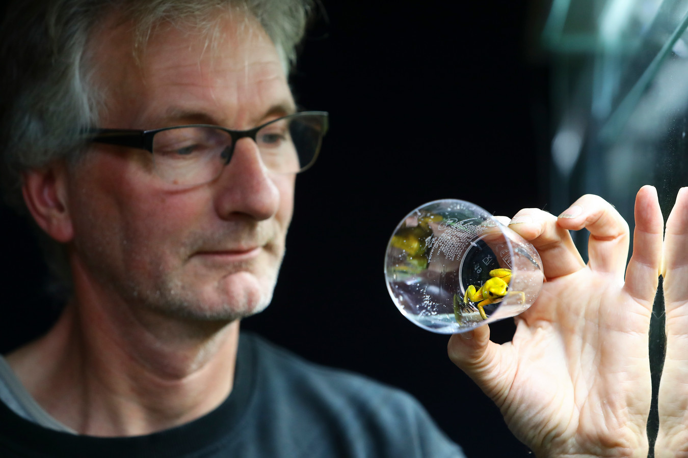 Miniblings Kleurkikker sleutelhanger kikker zwart geel pijlgifkikker Dendrobates tinctorius dendrobaten - handgemaakt modesieraad I hanger sleutelring sleutelband sleutelring sleutelring