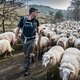 Deze herder leidt zijn 170 schapen dwars door Nijmegen: ‘De mooiste verplaatsing die ik ken’