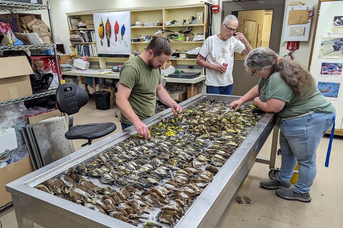 Chicago Field Museum staff inspect dead birds.  (05/10/23)