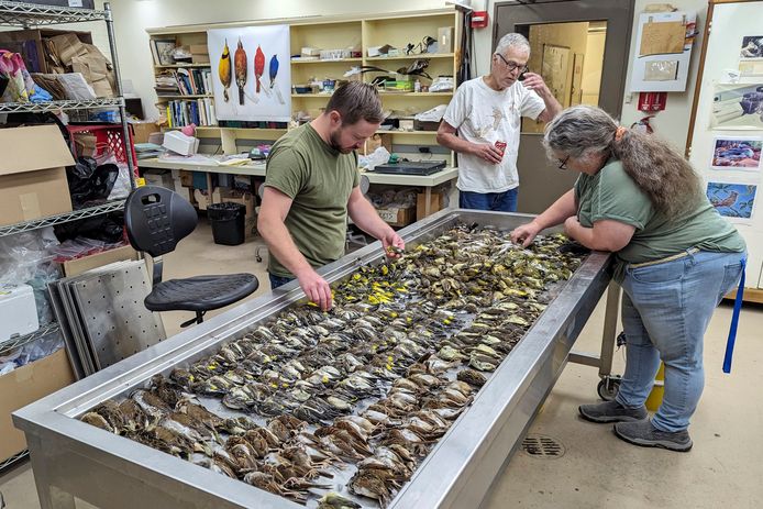 Medewerkers van het Chicago Field-museum inspecteren de dode vogels. (05/10/23)