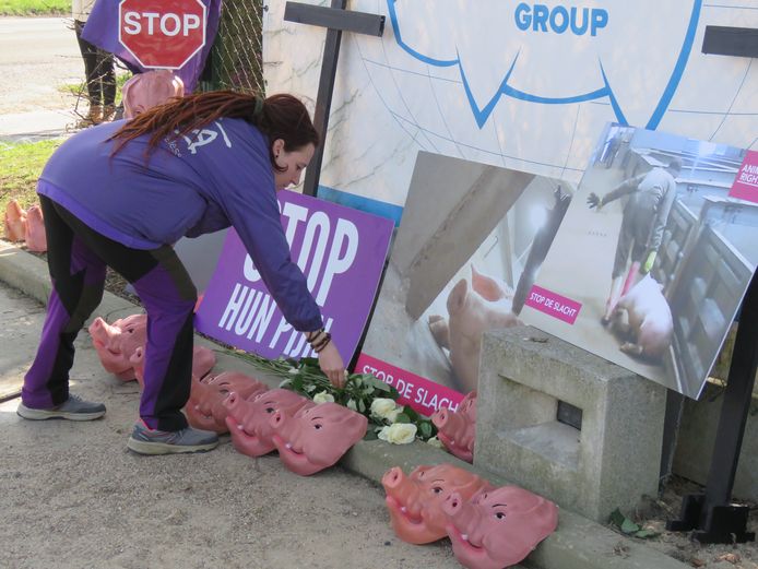 Protestactie Animal Rights aan Tielts slachthuis