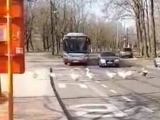 Un chauffeur de la Stib laisse passer un groupe d’oies à Anderlecht