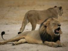 Zimbabwaan vervolgd voor hulp bij jacht op leeuw Cecil
