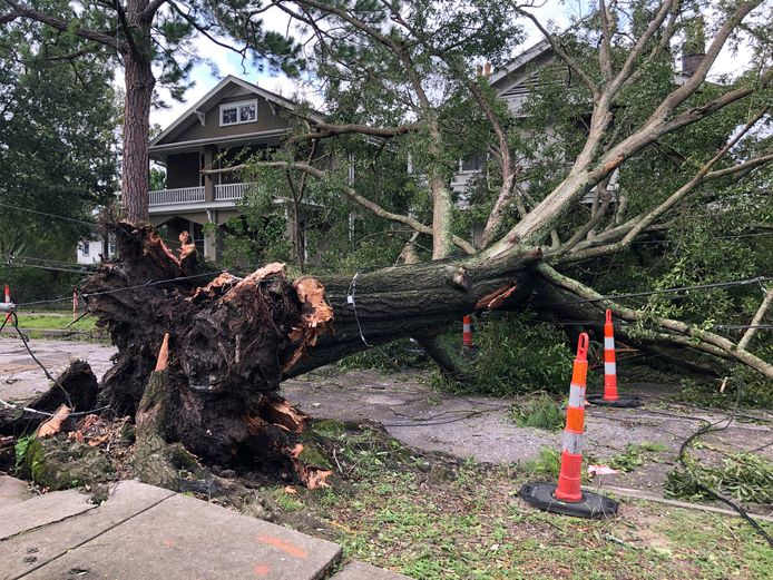 Bomen werden ontworteld in New Orleans.