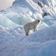 Amerika lanceert plan om de ijsbeer te redden