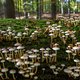 Onderzoek naar communicatie tussen paddenstoelen: gebruiken ze een echte ‘taal’?