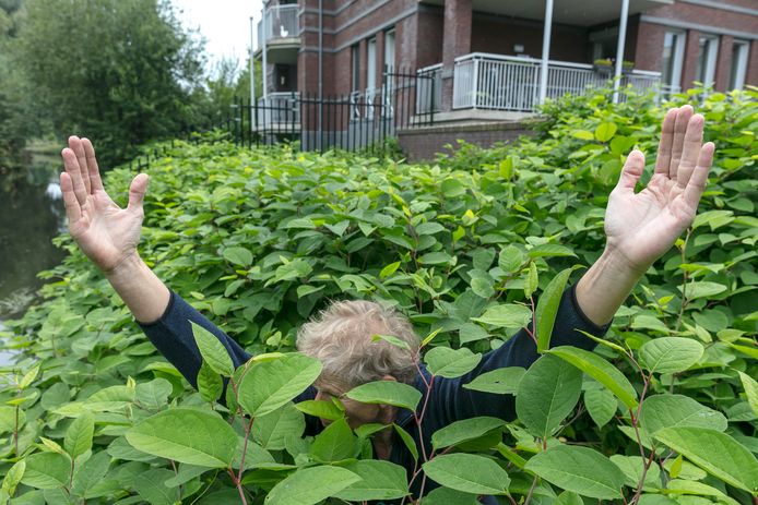 Tot over de oren in woekerplant de Duizendknoop bij de Croonpassage in Boxtel.
