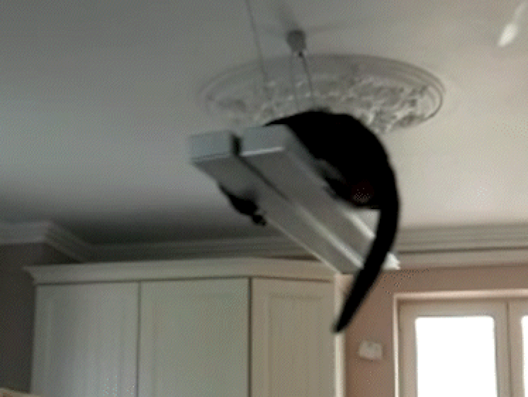 De schattigste en plezantste feestneuzen van Internationale Kattendag