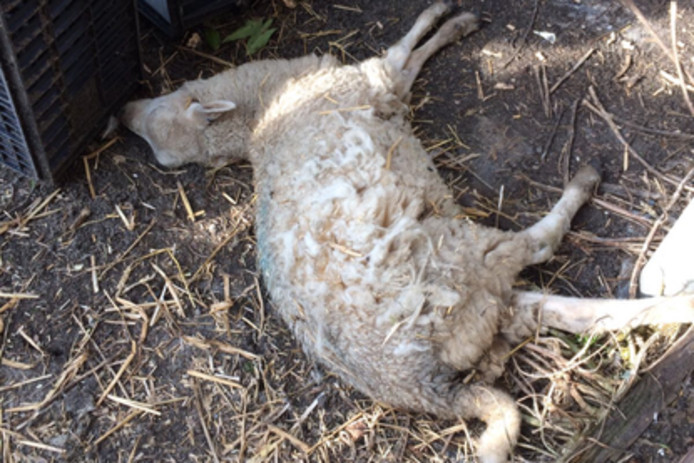 Een van de gevonden, dode schapen.