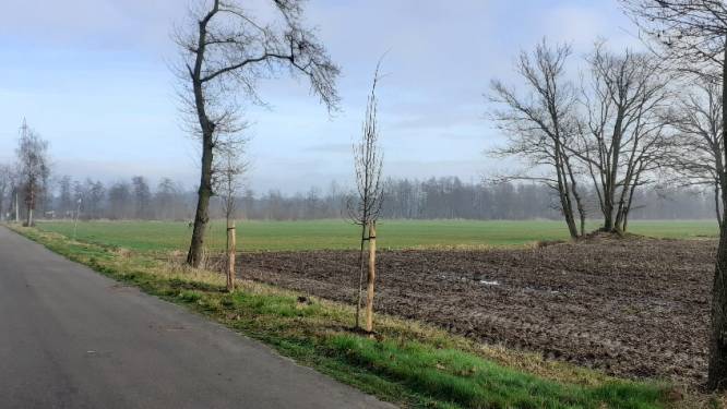 Nieuwe laanbomen verwijzen naar koninklijk verleden van Geel-Ten Aard en Retie