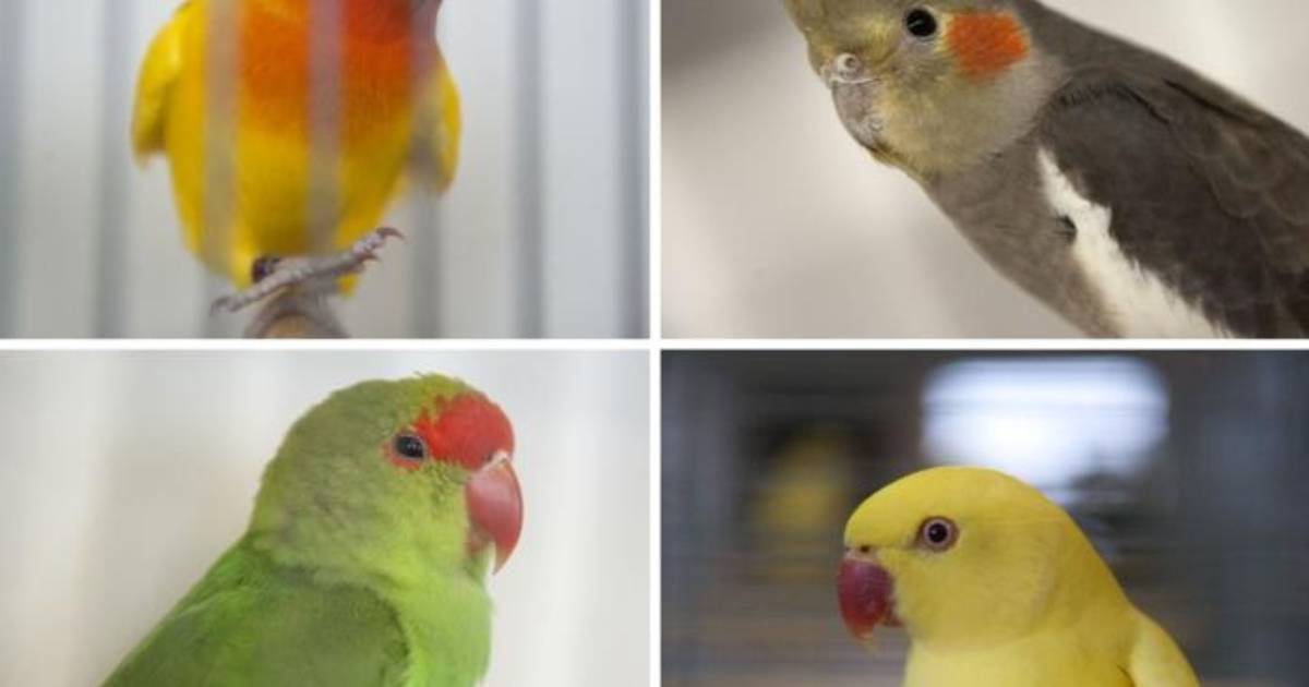 Vogels te kust en te keur in Noordwelle | Schouwen-Duiveland