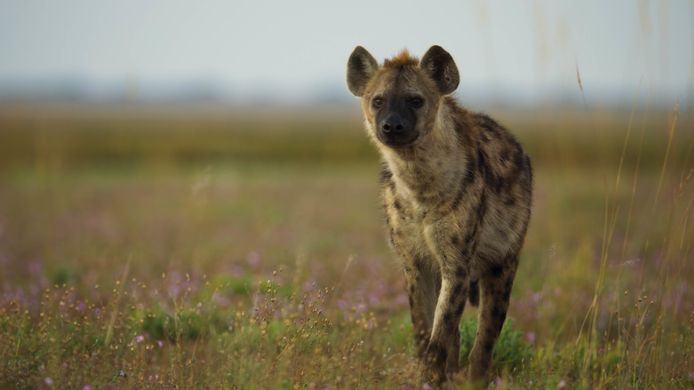 Aanvallen door hyena’s komen de laatste jaren steeds vaker voor in de buitenwijken van Nairobi.