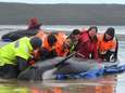 IN BEELD. Tientallen walvissen gered na massastranding in Australië, helaas komt voor veel dieren alle hulp te laat