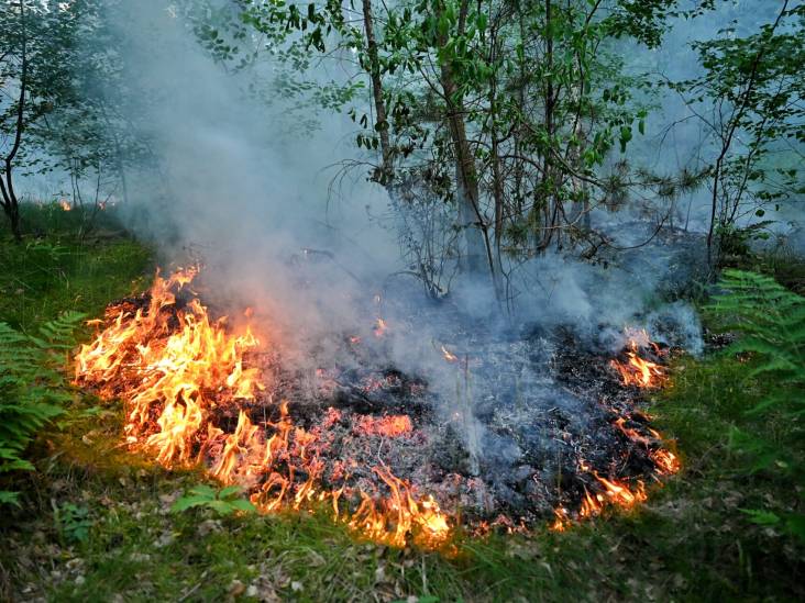 Grote brand in bosgebied Oisterwijk onder controle, brandweer bezig met nablussen