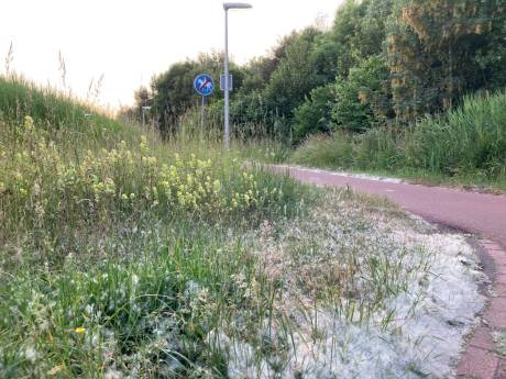Sneeuwballengevecht in juni?! Hierdoor liggen er witte vlokken op straat