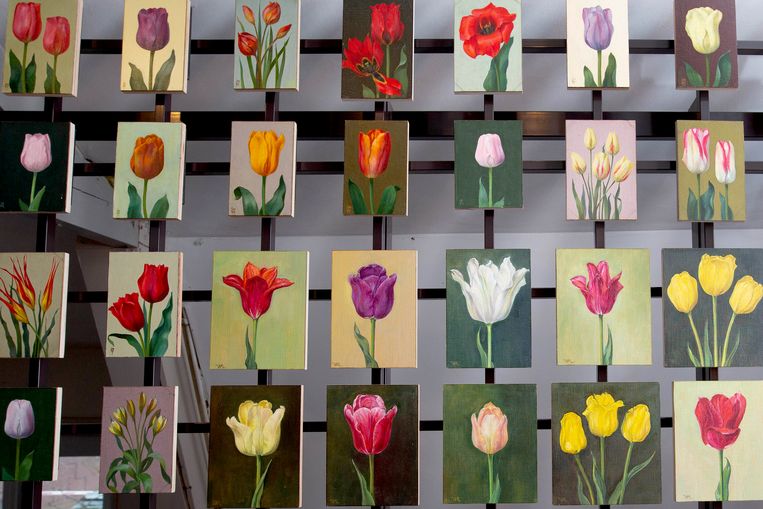 De veelheid aan kleuren en soorten is een van de redenen dat tulpen al lang zo populair zijn. Beeld Maartje Geels