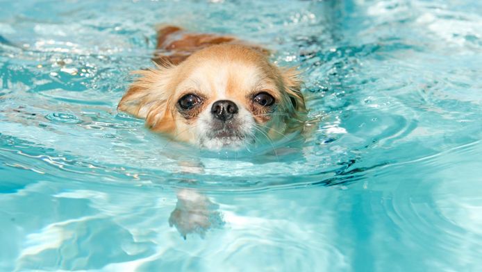 getrouwd binnen bijlage Mag je hond eigenlijk in het zwembad spelen? | Nina | hln.be