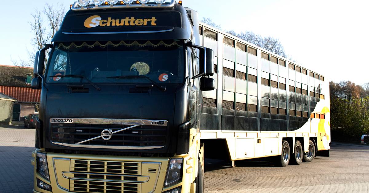 Vergunning varkensstal vernietigd, maar gemeente Hardenberg komt niet in actie tegen varkenshouder |