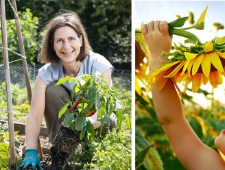 Zelf reusachtige zonnebloemen en pompoenen kweken? Laurence Machiels helpt je op weg