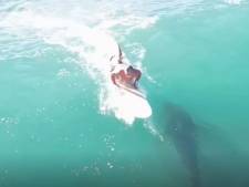 Un homme surfe sans le savoir juste au-dessus d'un requin de quatre mètres de long