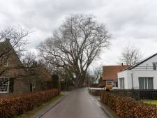 Oirschot doet verder onderzoek naar windbelasting voor met kap bedreigde Canadapopulieren