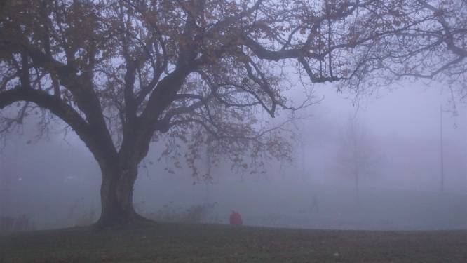 Waarschuwing voor dichte mist op Limburgse wegen