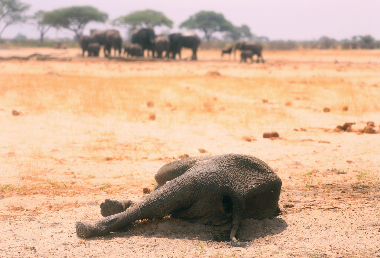 Meer dan tweehonderd olifanten gestorven in Zimbabwe door droogte