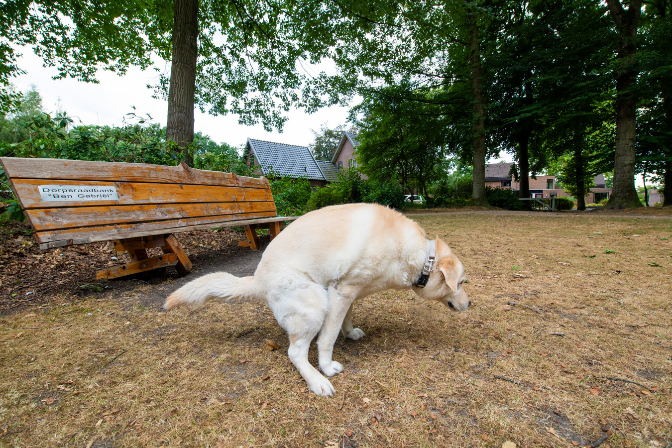 Loenen Zit In De Maag Met Poepende Honden | Foto | Ad.Nl
