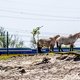Hoe nu verder met de Oostvaardersplassen? Drie mogelijke scenario's