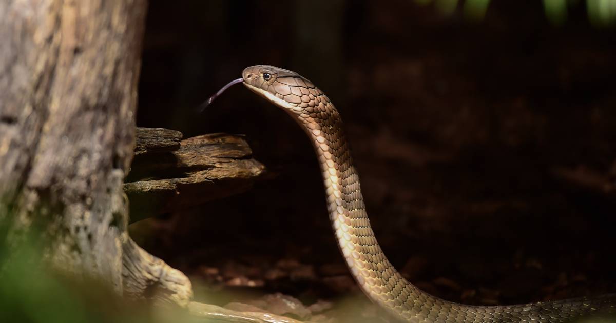 Un garçon indien est mordu par un cobra venimeux mais se sauve en mordant |  À l’étranger