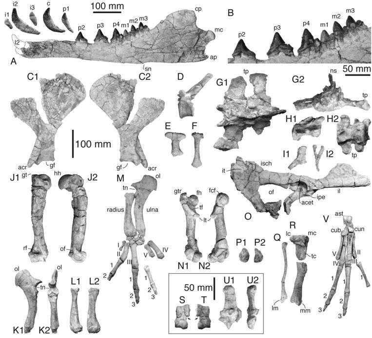 De in Peru gevonden botten van de Peregocetus pacificus Beeld Giovanni Bianucci