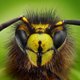 Waarom u dat wespennest beter laat hangen