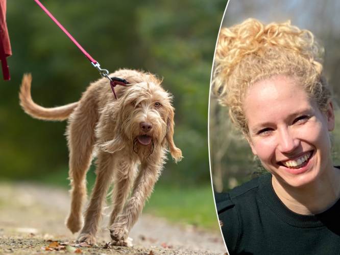 Trekt jouw hond hard aan de leiband? Hondencoach legt uit hoe je dit probleem kan oplossen