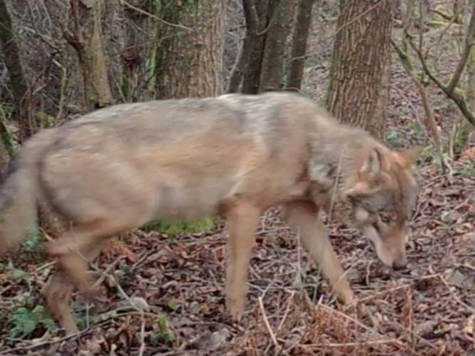 Roedel met zestal wolven in december, maar kan Limburg zoveel wolven aan? “Zo’n roedel kan populatie everzwijnen serieus inperken. Geef hen dus een kans”