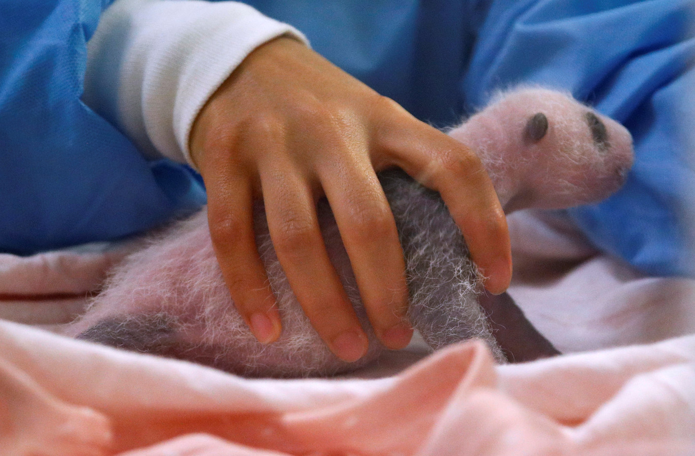 Amper 16 Dagen Oud Maar Immens Schattig Zo Ziet De Babypanda In Pairi 