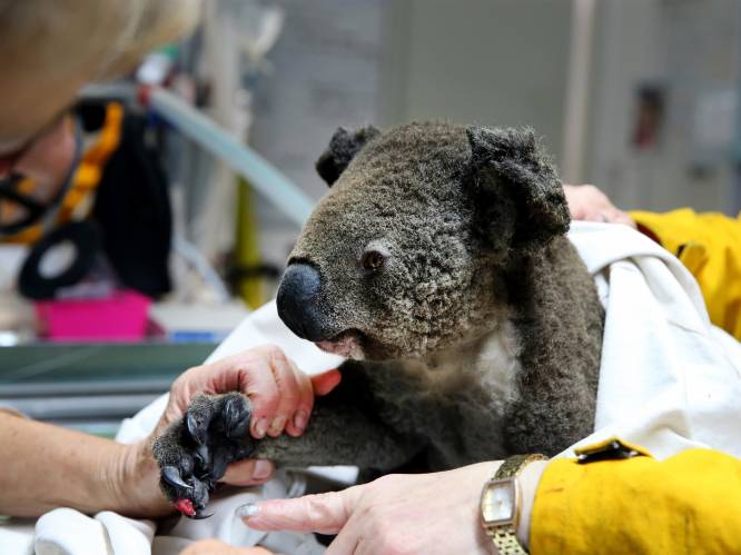 Dodental koala’s nog hoger dan gedacht door bosbranden: “Zeker 2.000 dieren dood”