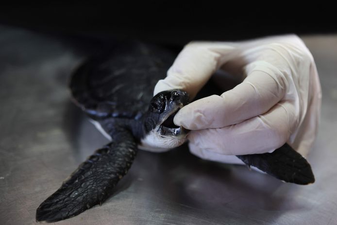 Een medewerker van het Sea Turtle Rescue Center maakt een zeeschildpad schoon.