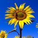 Eeuwenoud raadsel opgelost: zonnebloem beweegt niet, maar groeit met zon mee