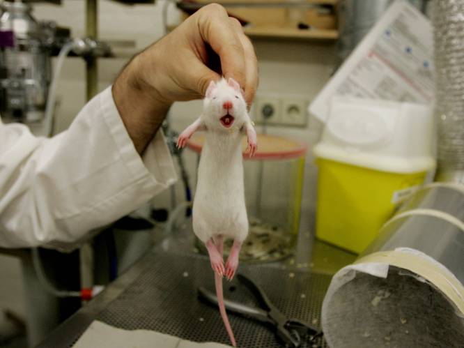 Het debat: moeten alle dierproeven verboden worden?