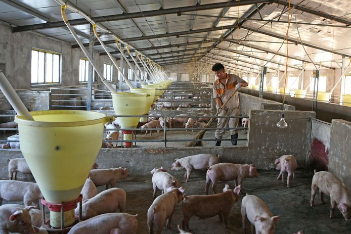 Een varkensboerderij in Huainan, China.