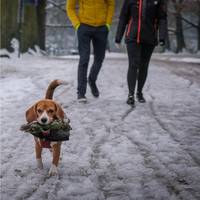 Toch maar genieten van die vlokken, want u zult ze steeds minder te zien krijgen: ‘Het aantal sneeuwdagen daalt duidelijk’