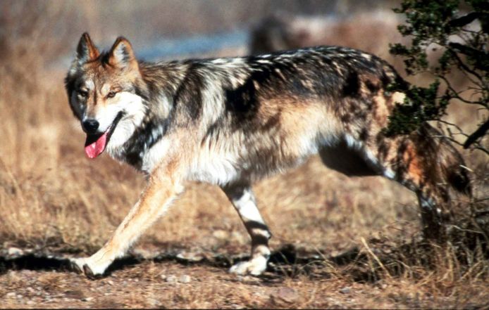 Het is geen kwestie of, maar wanneer de wolf zich in Nederland vestigt.