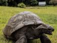 Jonathan, la plus vieille tortue du monde.