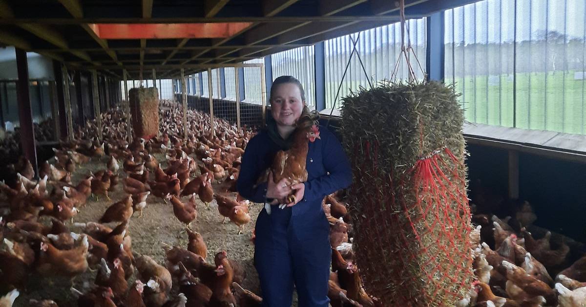 Kippenboerin Femke bekritiseert prijsdaling van uitloop-eieren: ‘Regels deugen gewoon niet’