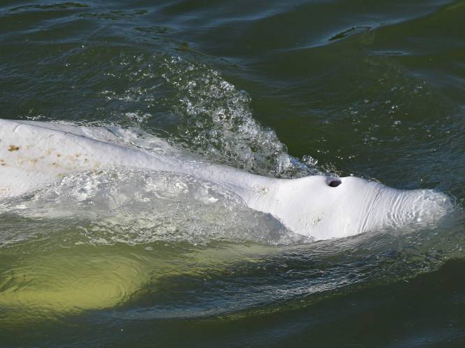 Toestand van witte dolfijn in Seine stabiel: “Maar hij eet nog altijd niet”