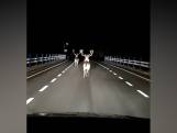 Drie damherten gespot op viaduct boven de A50