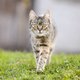 Let op: dít is waarom steeds meer katten gebroken pootjes hebben