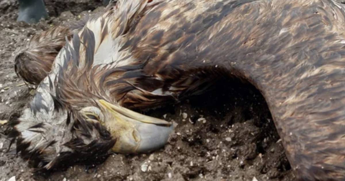 Politiek is kritisch na dodelijke botsing van zeearend uit Biddinghuizen: ‘Vogels beter beschermen tegen windmolens’.