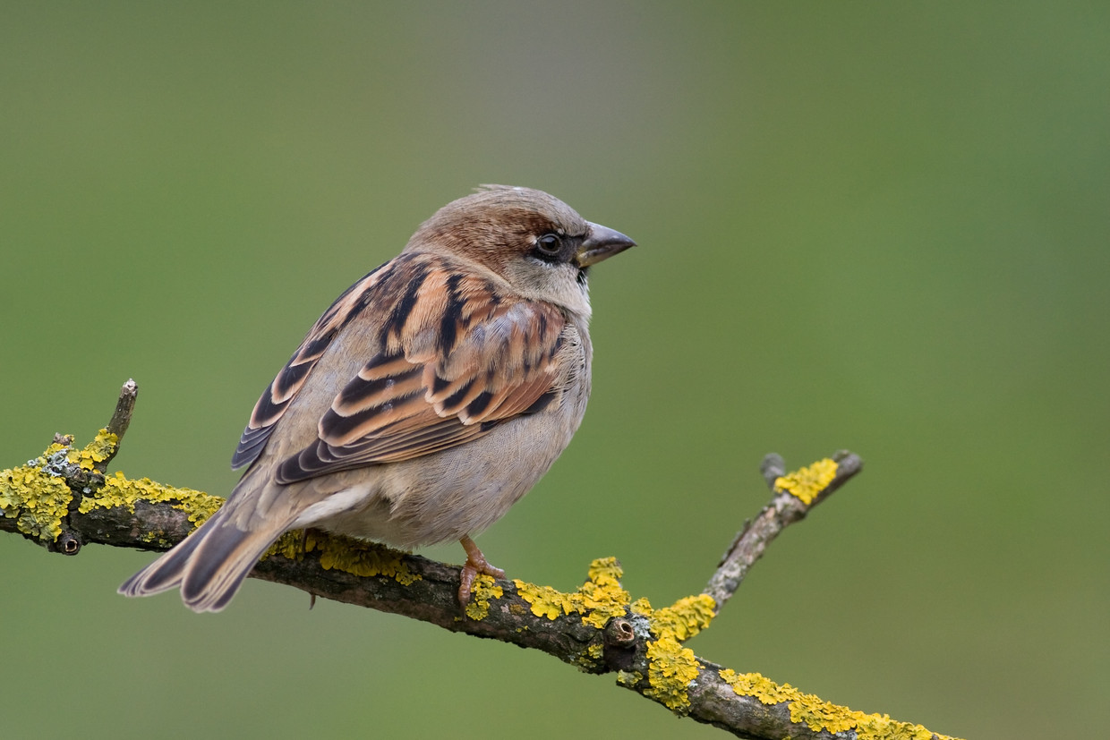 De huismus. Beeld shutterstock